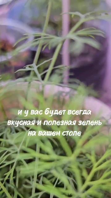 микро зелень ,всегда свежая полезная зелень на вашем столе .
