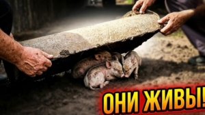 МЫ БЫ ИХ ПОТЕРЯЛИ! КАК НАШИ ПОДПИСЧИКИ СПАСЛИ ТРЕХ ПОРОСЯТ НА ХУТОРЕ