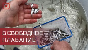 В Сулакскую бухту Каспийского моря выпустили более 10 млн мальков кутума