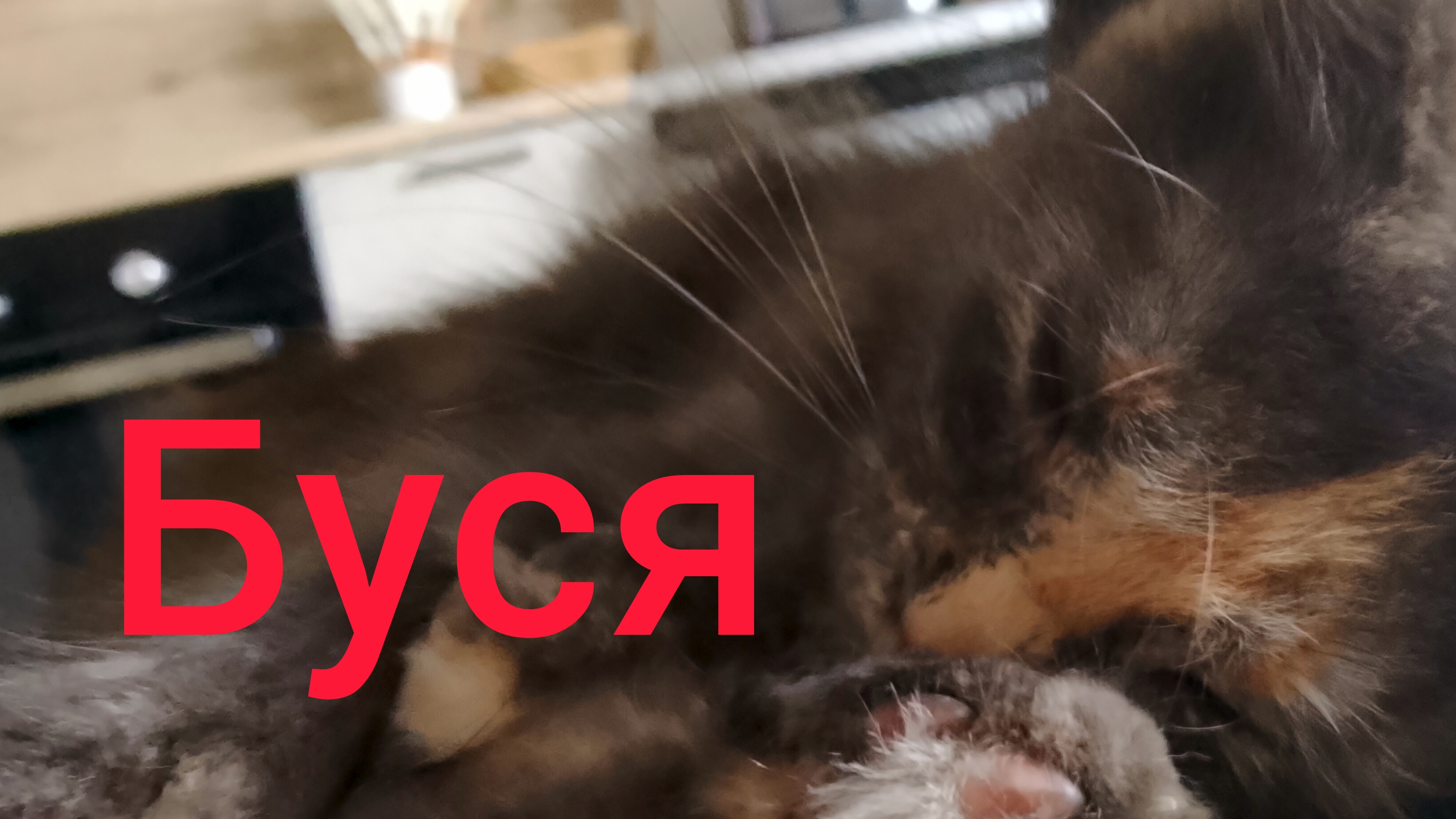 буся смотреть онлайн