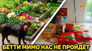 ПРЕЗЕНТ ОТ БФ «МЕТАЛЛУРГ» / ПОЛИВАЕМ КЛУМБУ / БЕТТИ МИМО НАС НЕ ПРОЙДЁТ
