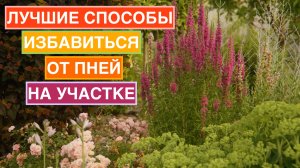 Как избавиться от старых деревьев и пней