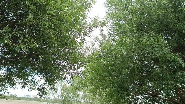 Птичья гавань, природный парк