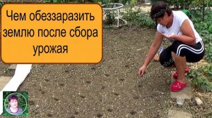 Подготовка почвы после сбора урожая: обеззараживание, компост и сидераты для будущего сезона.