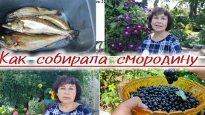 Приспособа для сбора смородины, пицца, улов мужа!