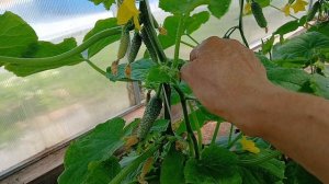 2549.  Рассадный 26. Что нужно сделать, чтобы сохранить будущий урожай?