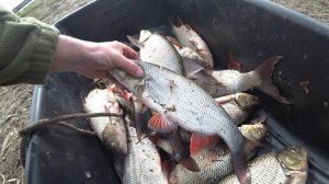 Язь на железяку, на каждом забросе.
