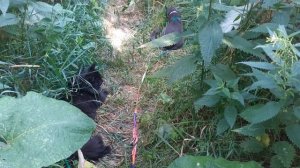 Отдыхают котики на улице.
