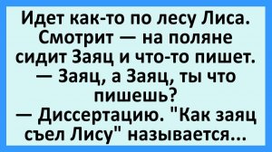 Идет как-то по лесу Лиса. Смотрит — на поляне сидит Заяц... | Анекдоты смешные | Юмор