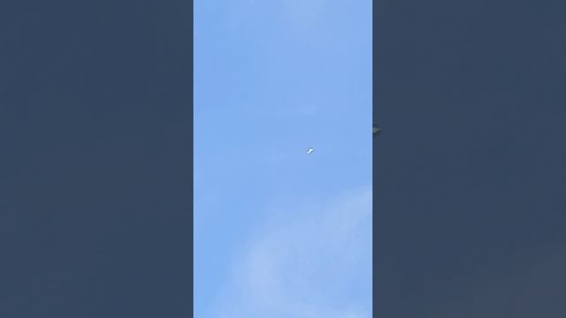 голуби Ломова начинают показывать красоту