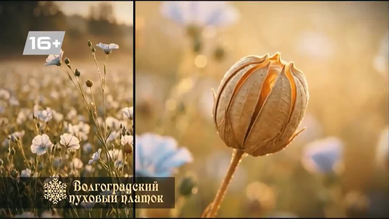 LIVE: Волгоград 1 смотреть онлайн
