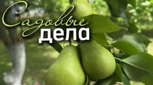 Садовые дела, пока погода позволяет. Жадная собака не даёт играть