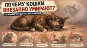 Почему кошки умирают внезапно？ Скрытые причины внезапной смерти у кошек!