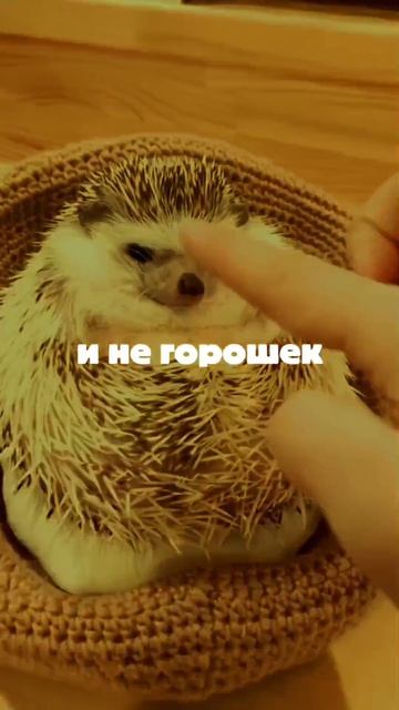 #янечеловек
