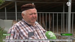 В Сунже проблема бесконтрольного выпаса скота взята под контроль