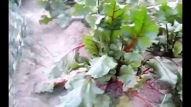 Архив 28 июля 2019г. смотреть онлайн