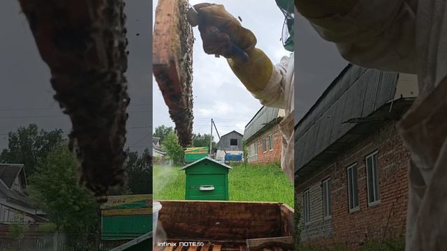 Всё от выхода роя до его посадки в улей