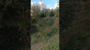 Лето клонится к осени) 13.07 26