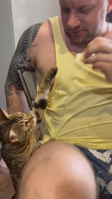 Бенгал😺 смотреть онлайн
