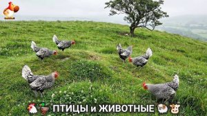 Сельские мотивы 🐏🐓🐇 Видео для души и радости 🌞 (42)