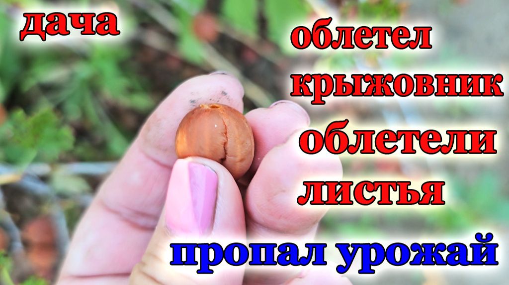 Дача.Что с крыжовником ,что с вишней .Остались без ягоды смотреть онлайн