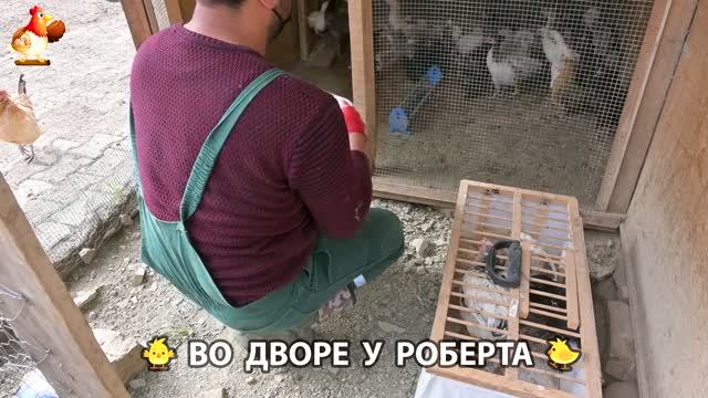 Содержание кур в домашних условиях и других птиц во дворе у Роберта 🐣🐤🦆🐔🪿🦃 (554) смотреть онлайн