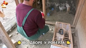 Содержание кур в домашних условиях и других птиц во дворе у Роберта 🐣🐤🦆🐔🪿🦃 (554)