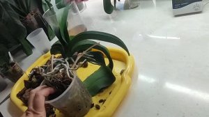 Притащили опять не пойми что...#орхидея - рассадник из школы Не хочу 😠😤, но не выкинешь же (1)