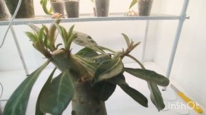 Адениумы, спустя месяц после обрезки.✂️🌿🌿