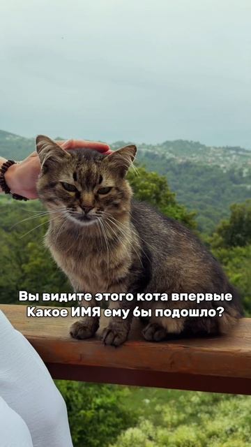 Этот кот пришел к нам на ретрит ♀️