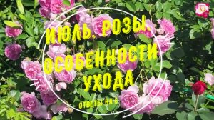 РОЗЫ В ИЮЛЕ. ОТВЕТЫ НА ВОПРОСЫ