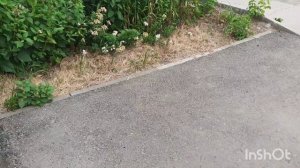 Тишка возле подьезда.