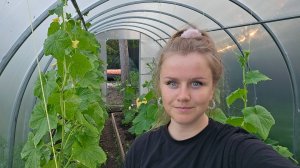 Дачная жизнь/салат из огурцов на зиму/приготовила судака в кляре.