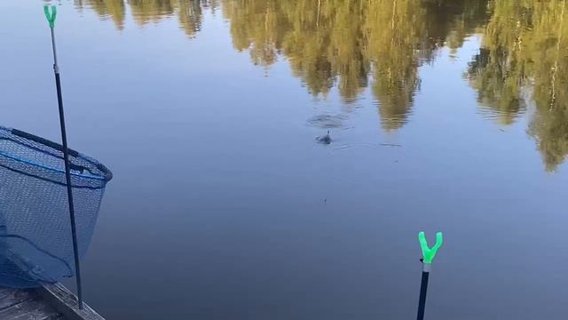 Вечер.Карп смотреть онлайн