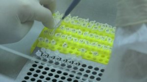 В Воронежской области в разы выросло количество выявленных случаев бешенства у животных