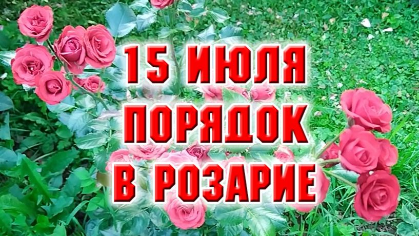 15 июля. Навела чистоту в розарии