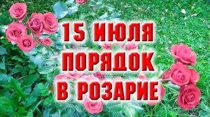 15 июля. Навела чистоту в розарии