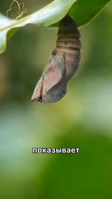 Это пространство, где рождается новая форма жизни
