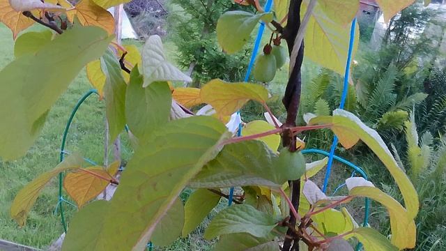 Мой личный парк Юрского периода смотреть онлайн