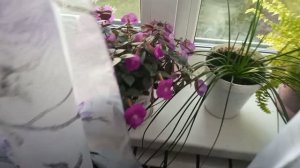 КОМПОТ, РЫБА и КАРТОШКА