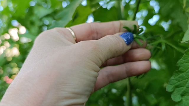 Сибирь. Омск. Теплица ✓2 с томатами 🍅. 14 июля 2026.