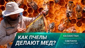 Сладкое золото Казахстана. Как рождается натуральный мед?