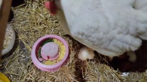 Курочка учит своих малышей кушать