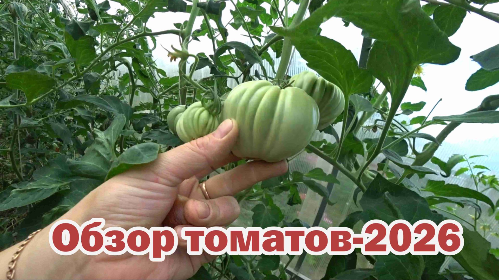 Обзор томатов-2026. Часть 1 смотреть онлайн
