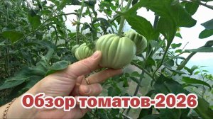 Обзор томатов-2026. Часть 1