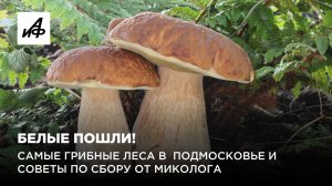 Белые пошли! Самые грибные леса в  Подмосковье и советы по сбору от миколога