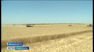 Уборочная кампания на Ставрополье приближается к экватору