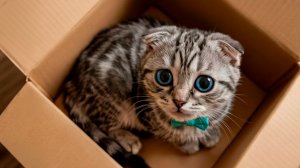 Котенок Мой Любимый Кот играем с настоящим домашним питомцем
