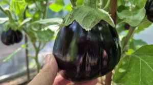 Новый сорт баклажанов оказался настоящим открытием