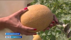 На Ставрополье начался  арбузно-дынный сезон
